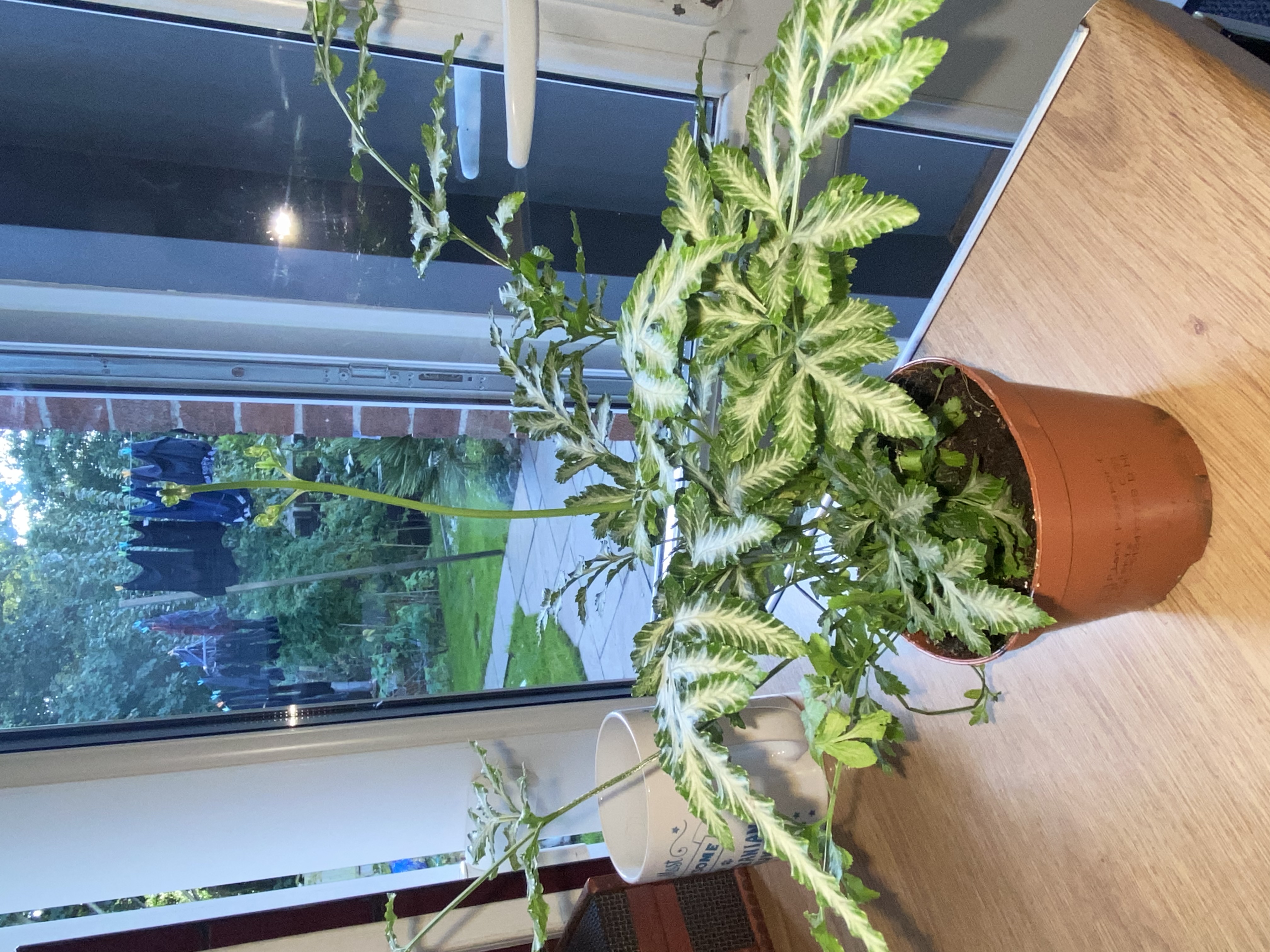 Customer photo