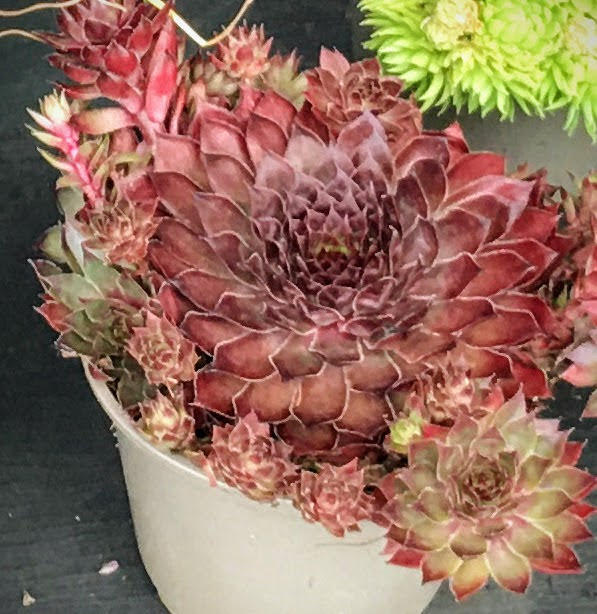 Customer photo