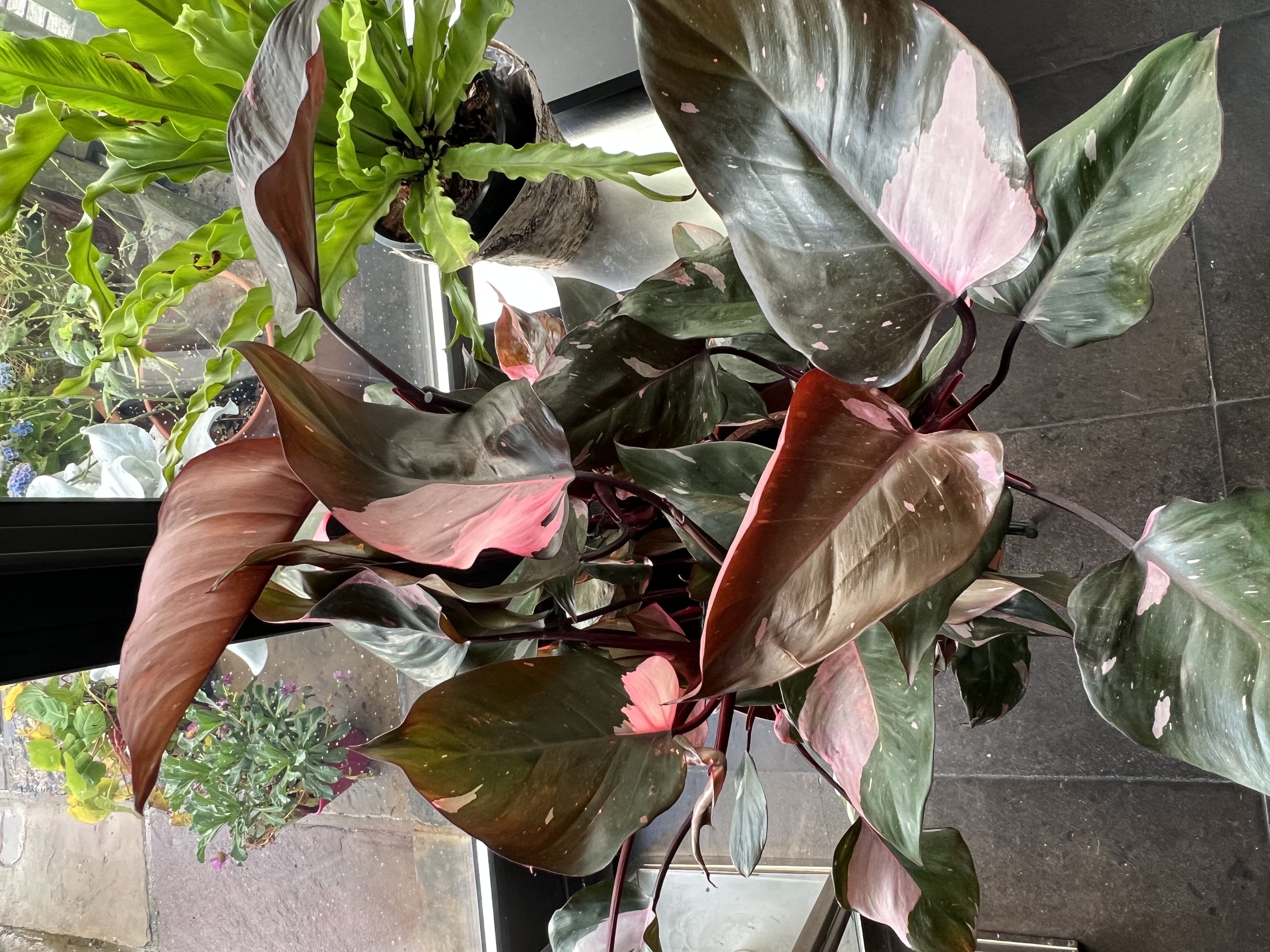 Customer photo