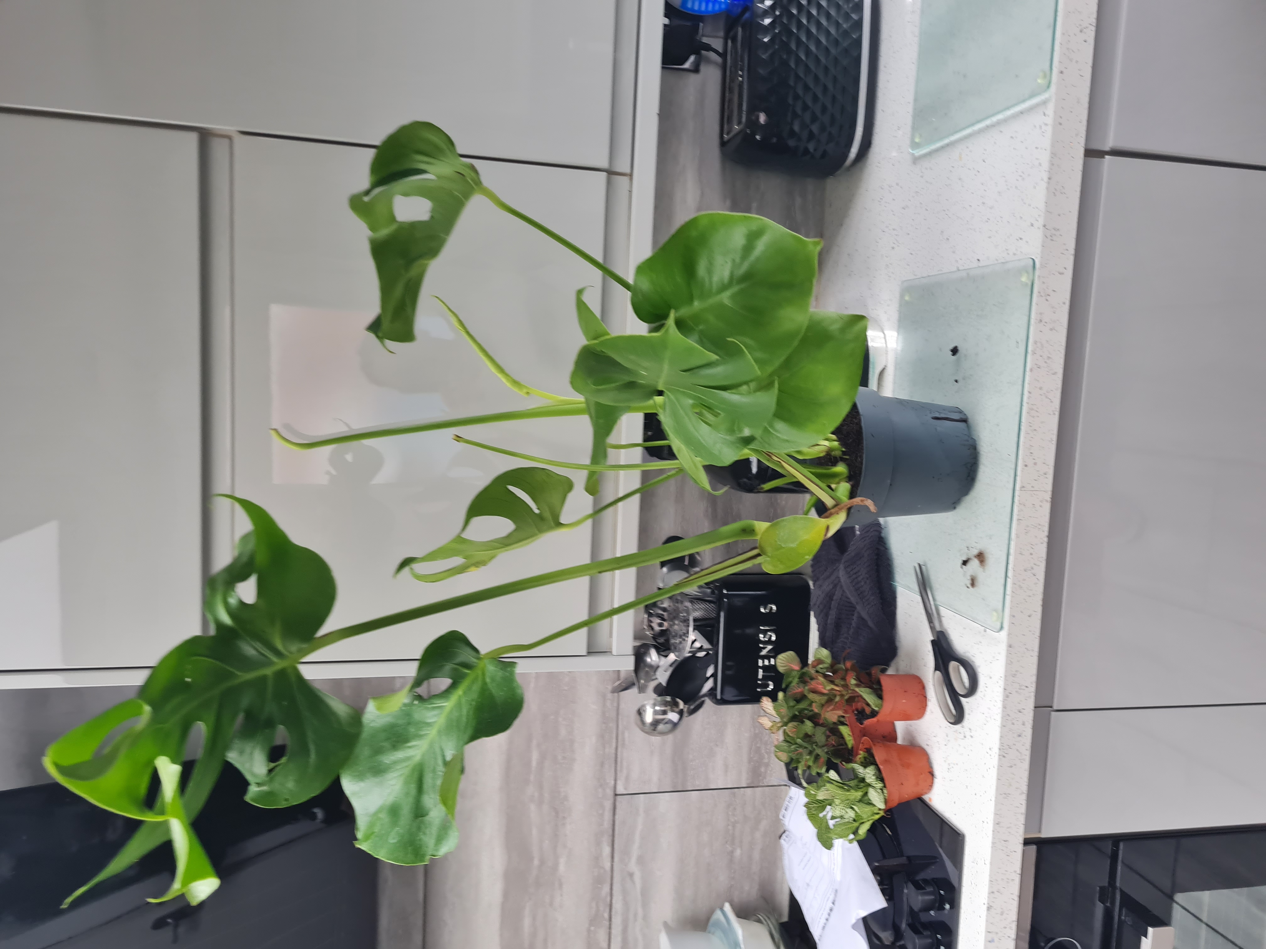 Customer photo