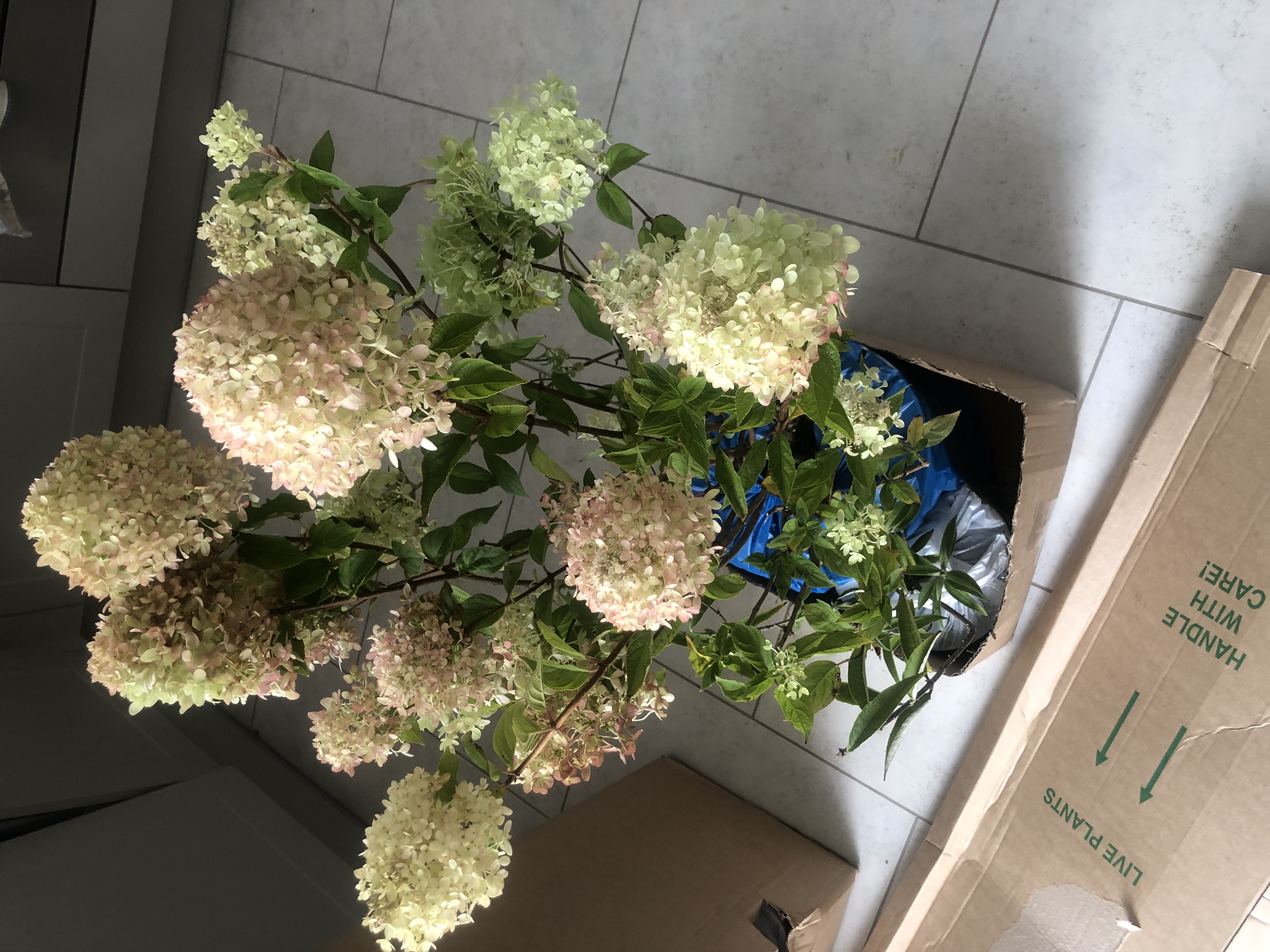 Customer photo