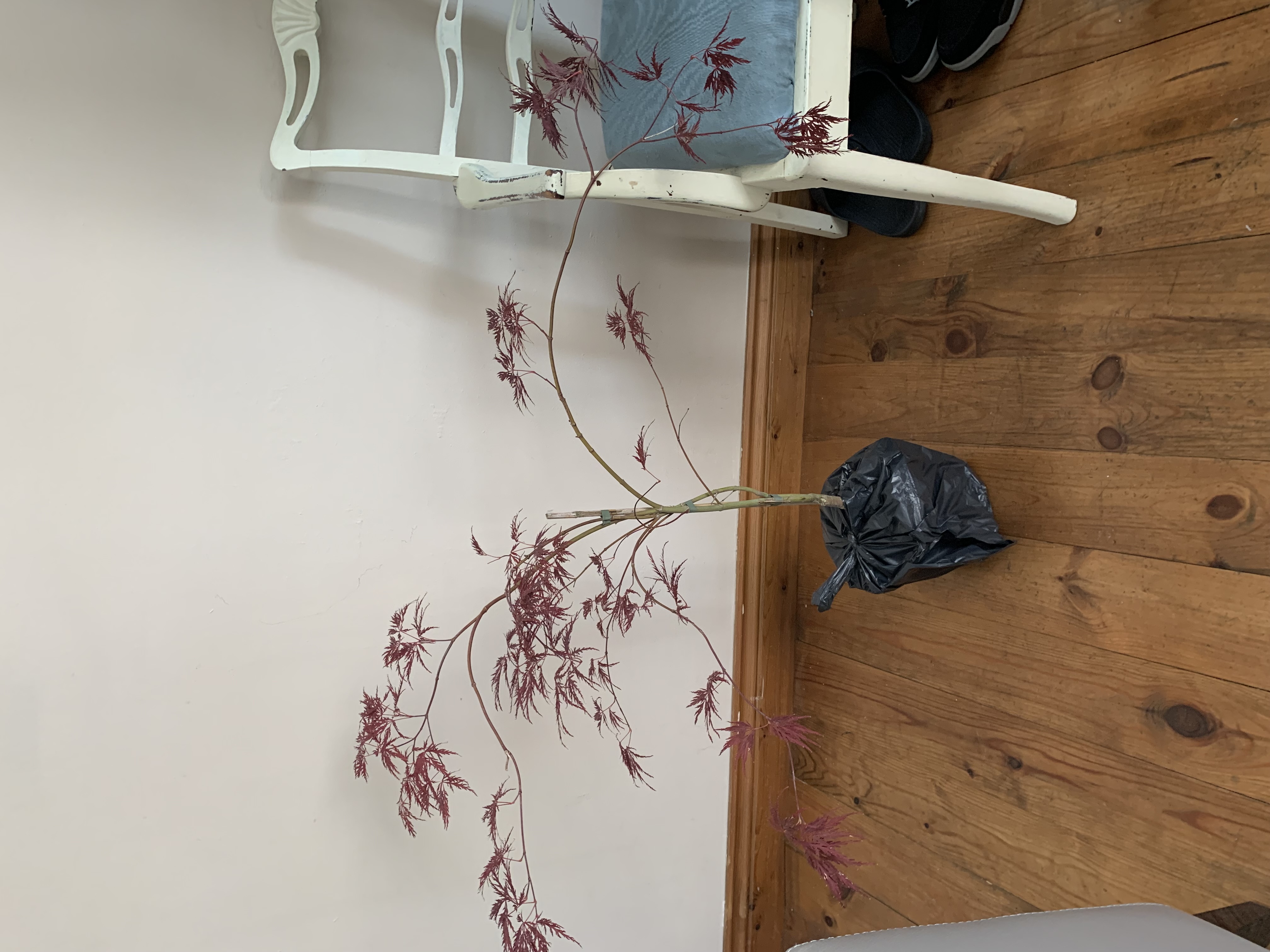 Customer photo