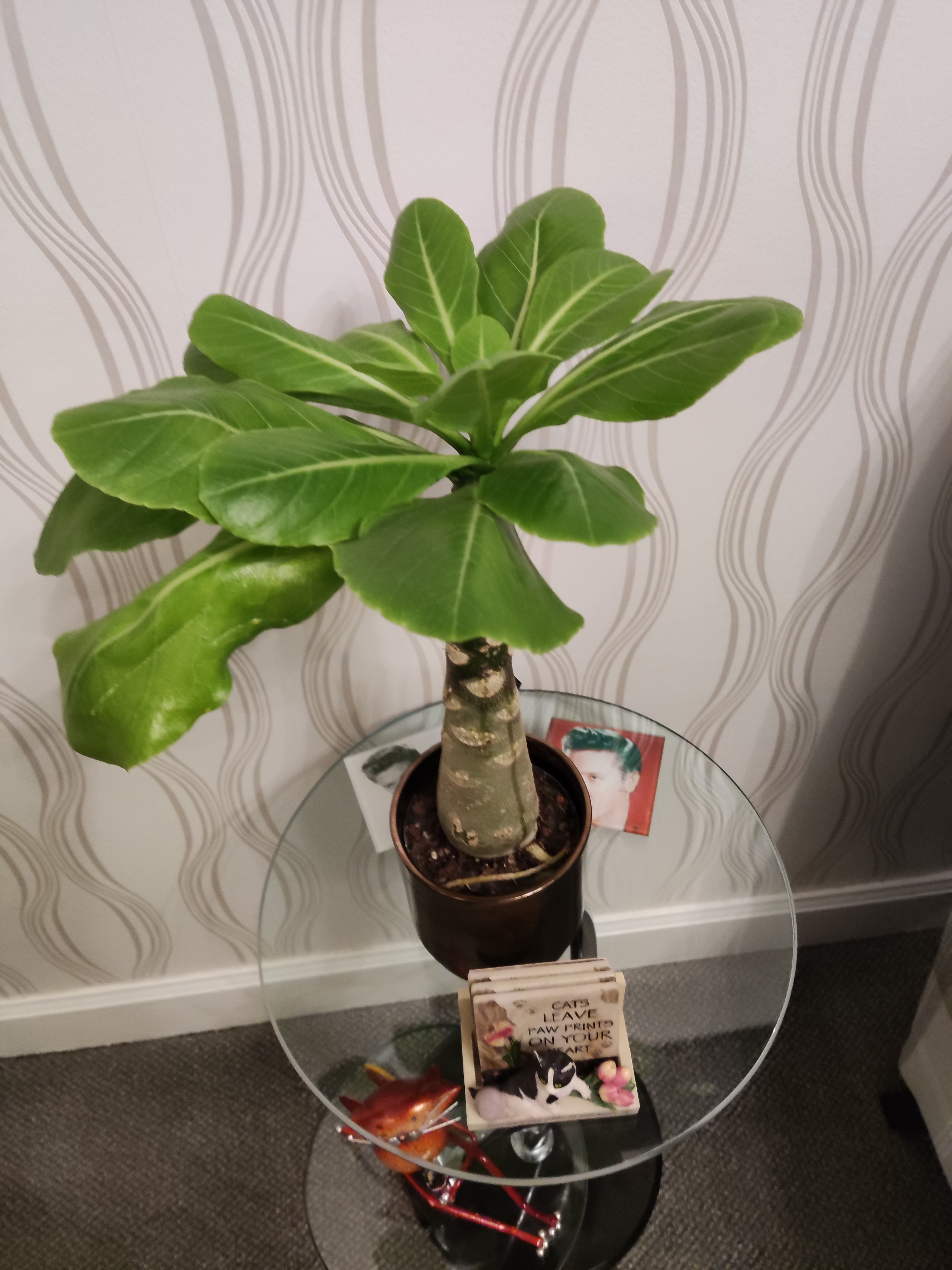 Customer photo
