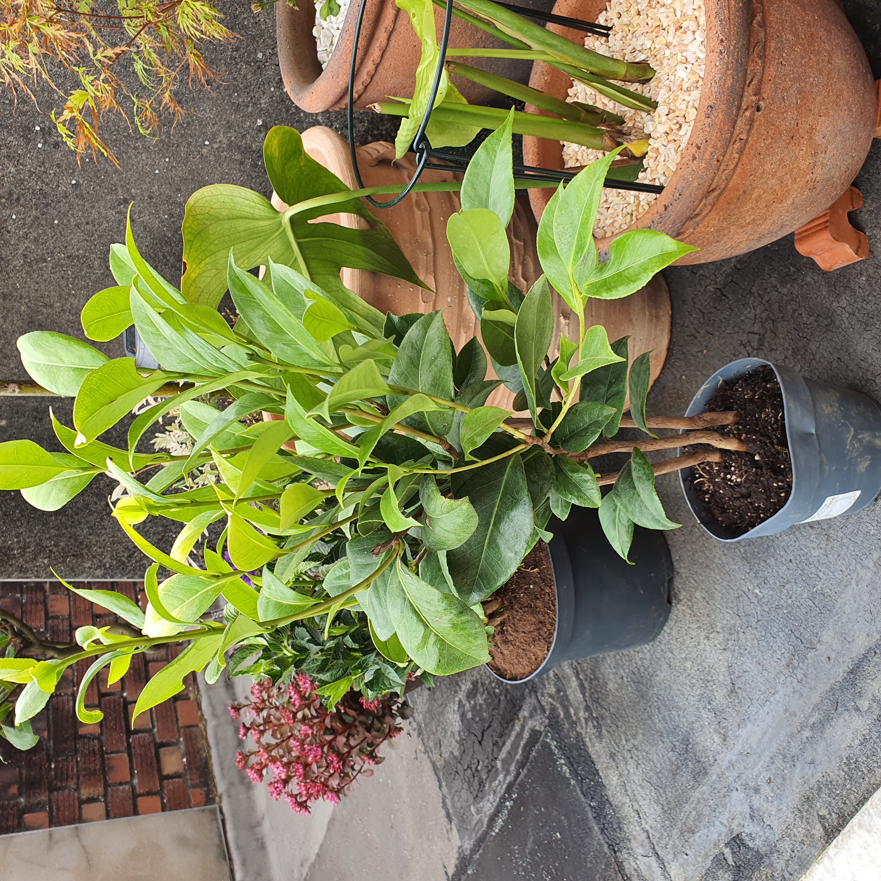Customer photo