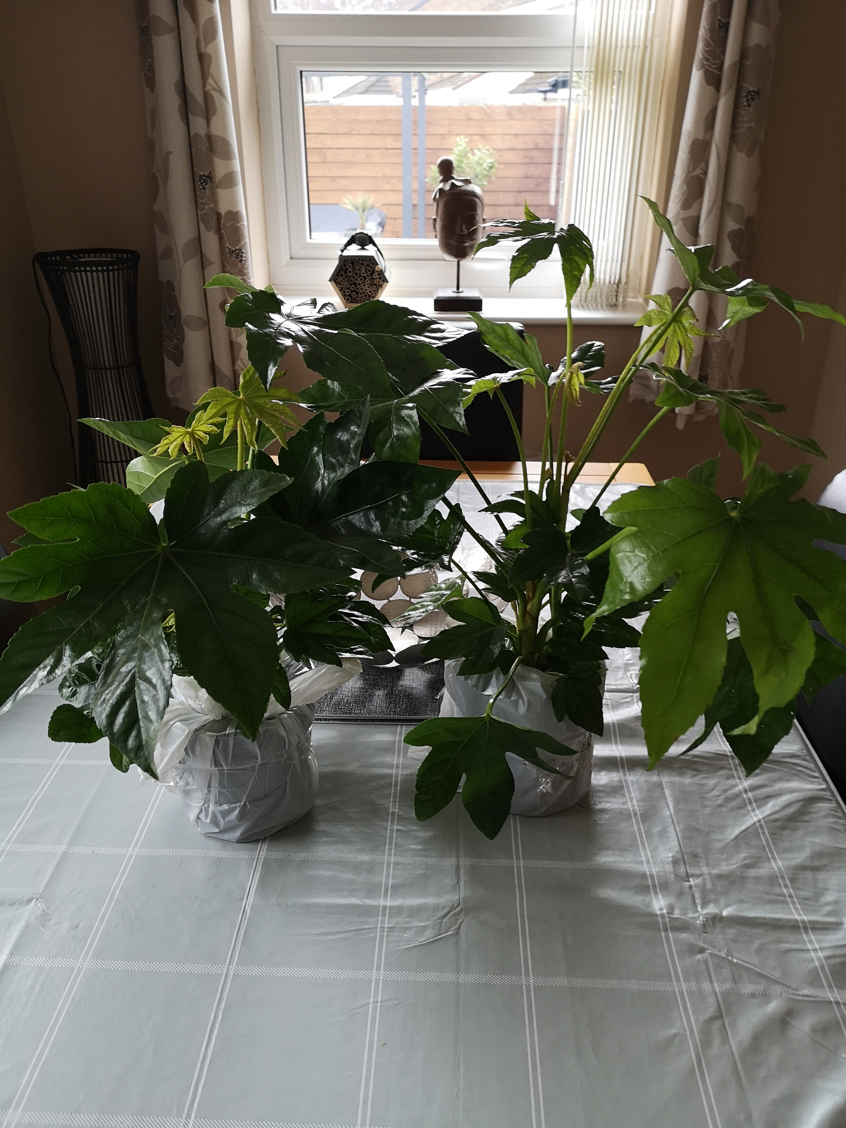 Customer photo