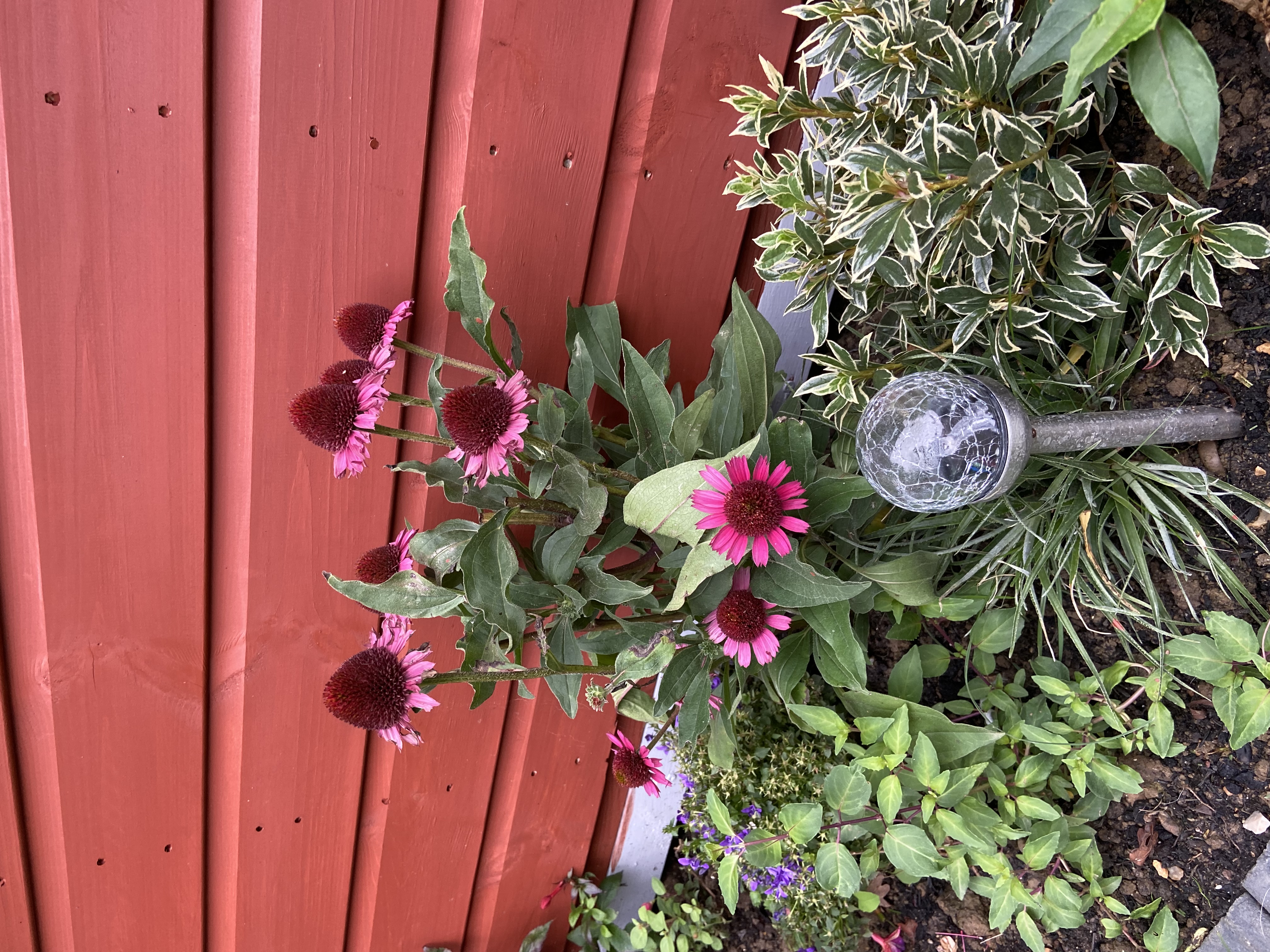 Customer photo