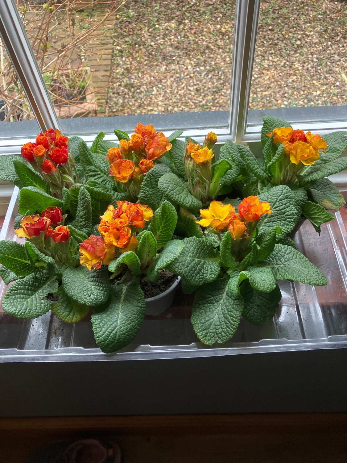 Customer photo