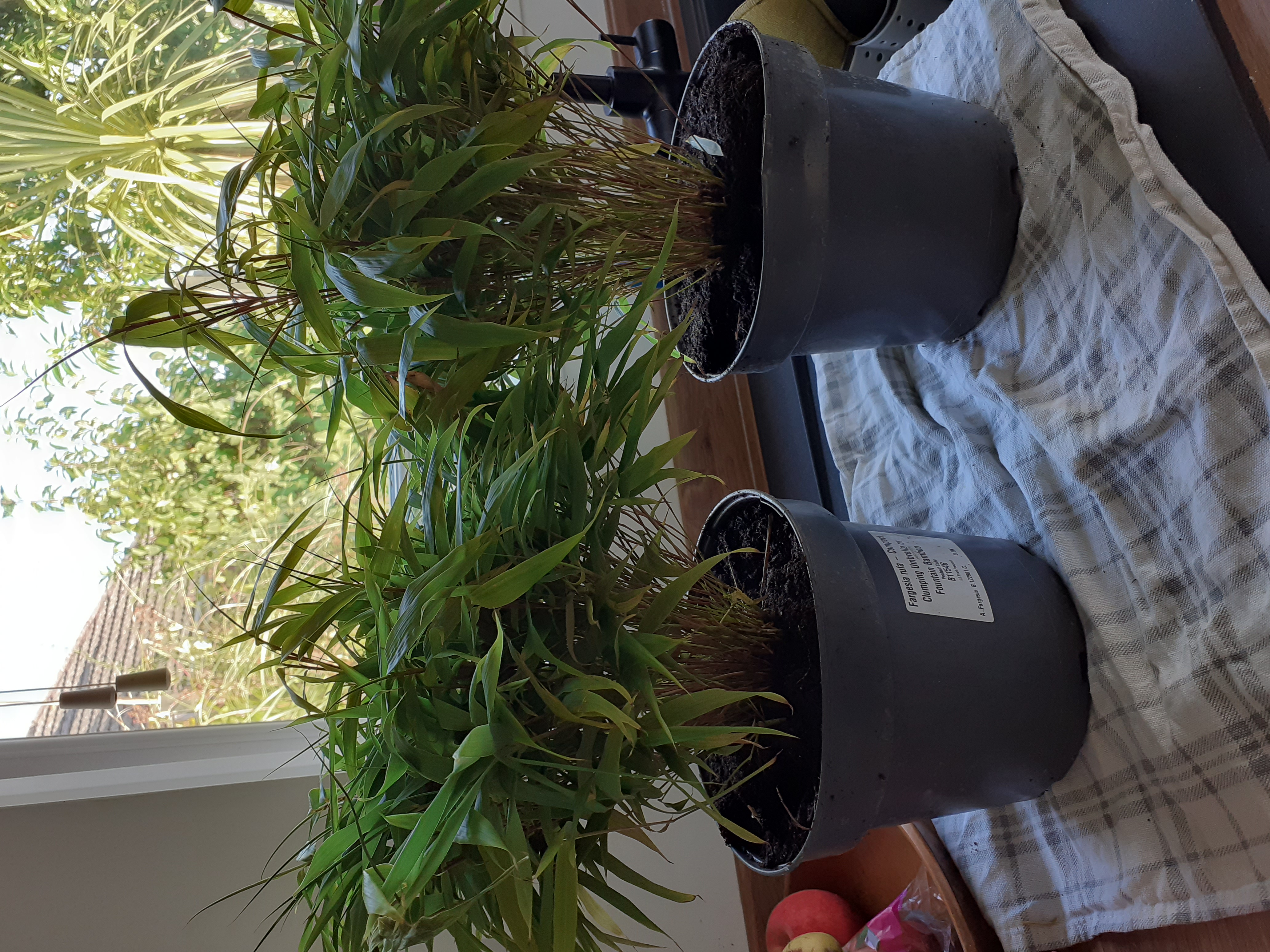 Customer photo