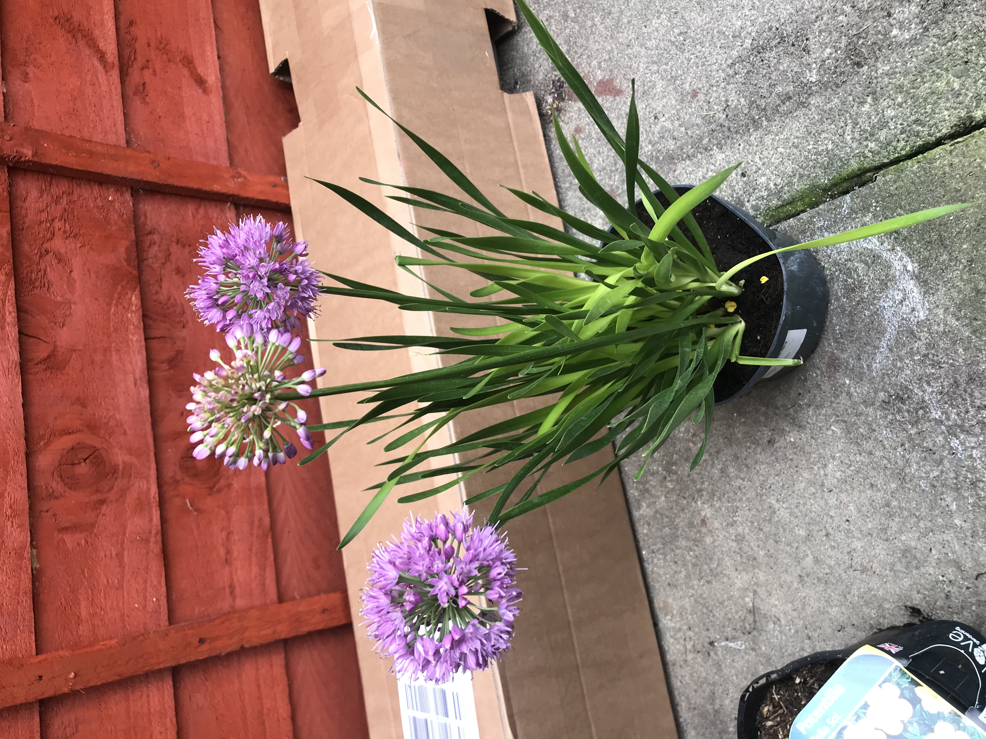 Customer photo