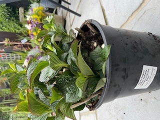 Customer photo