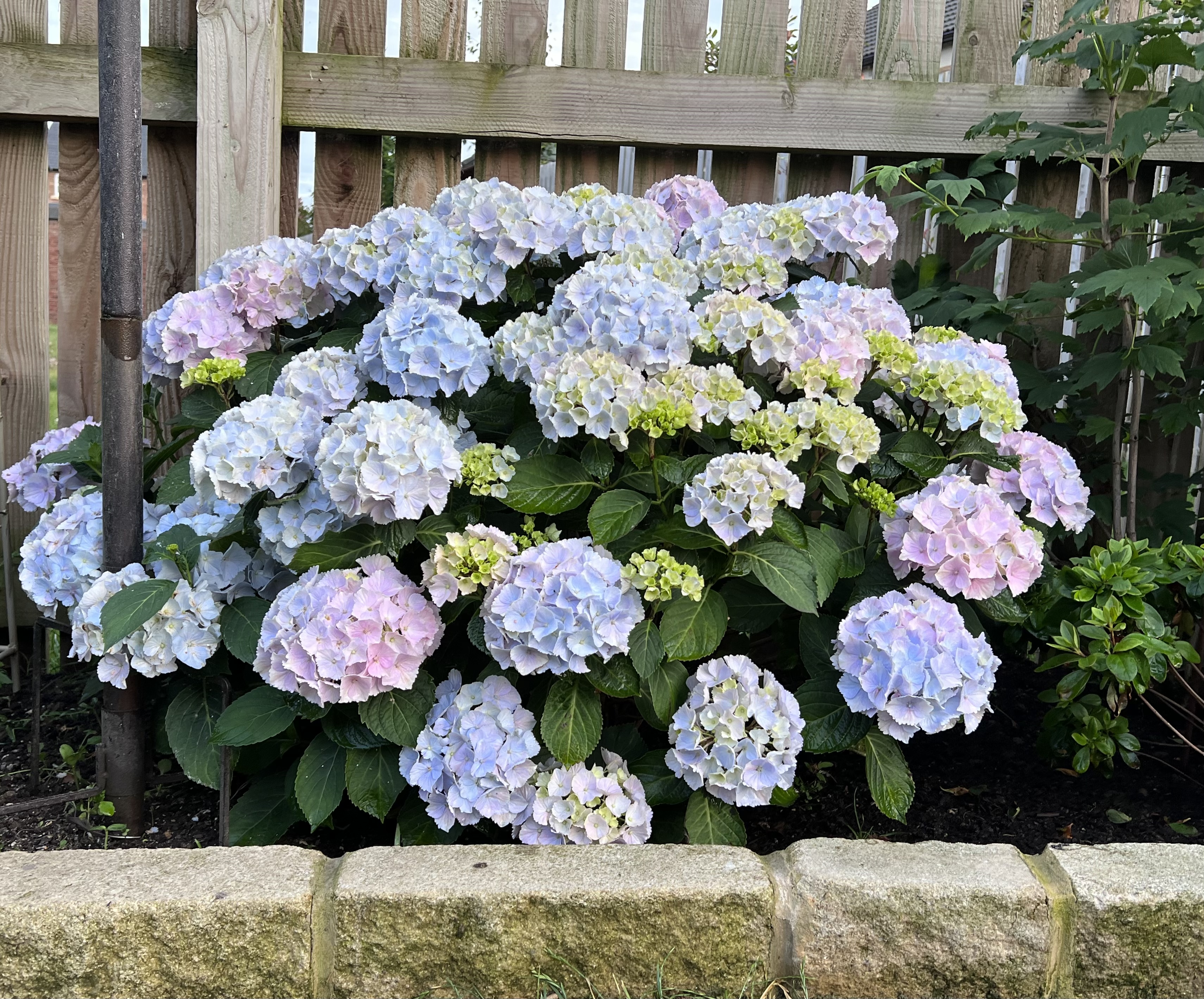 Customer photo