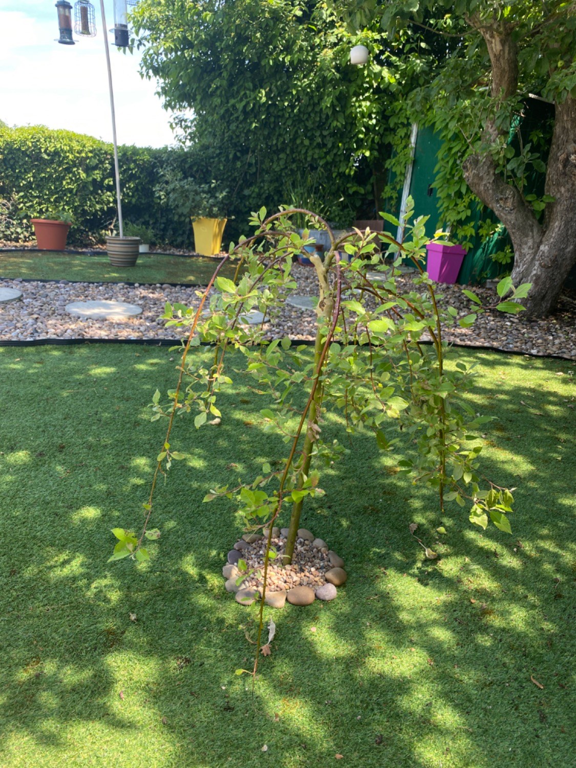 Customer photo