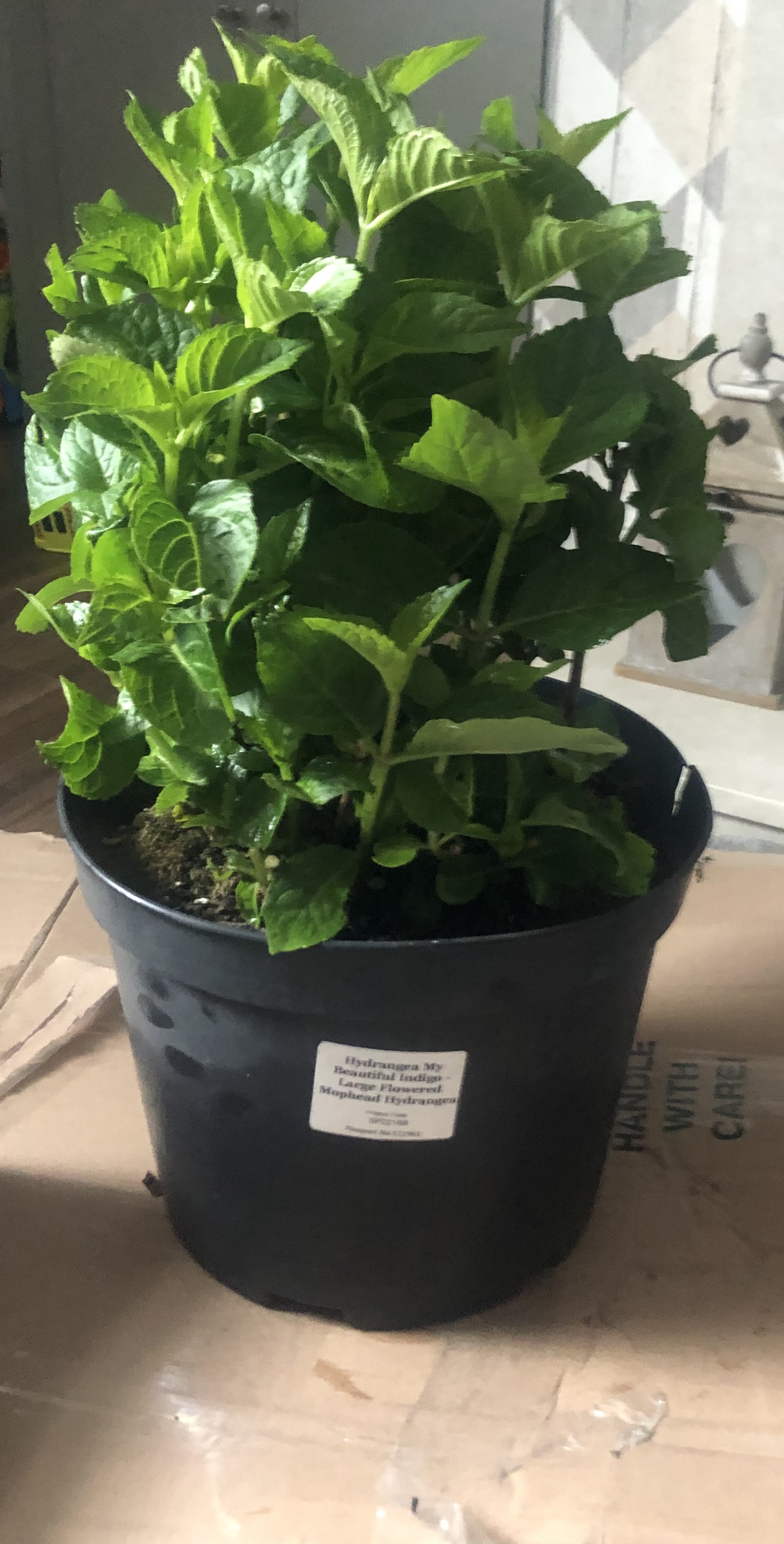 Customer photo