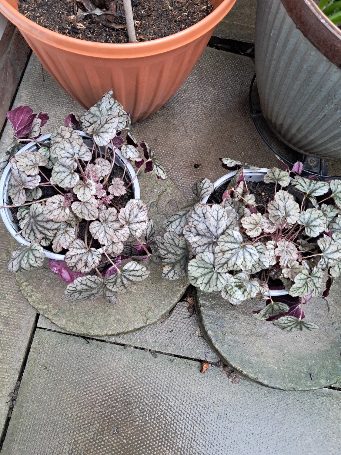 Customer photo