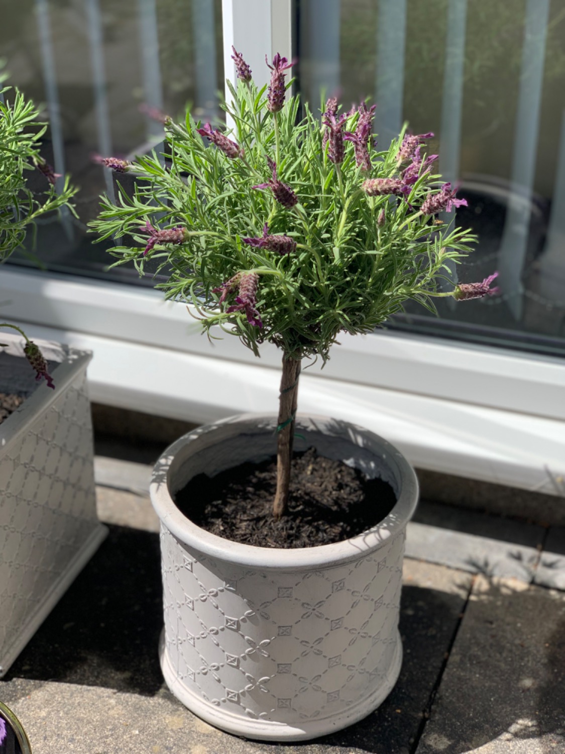 Customer photo