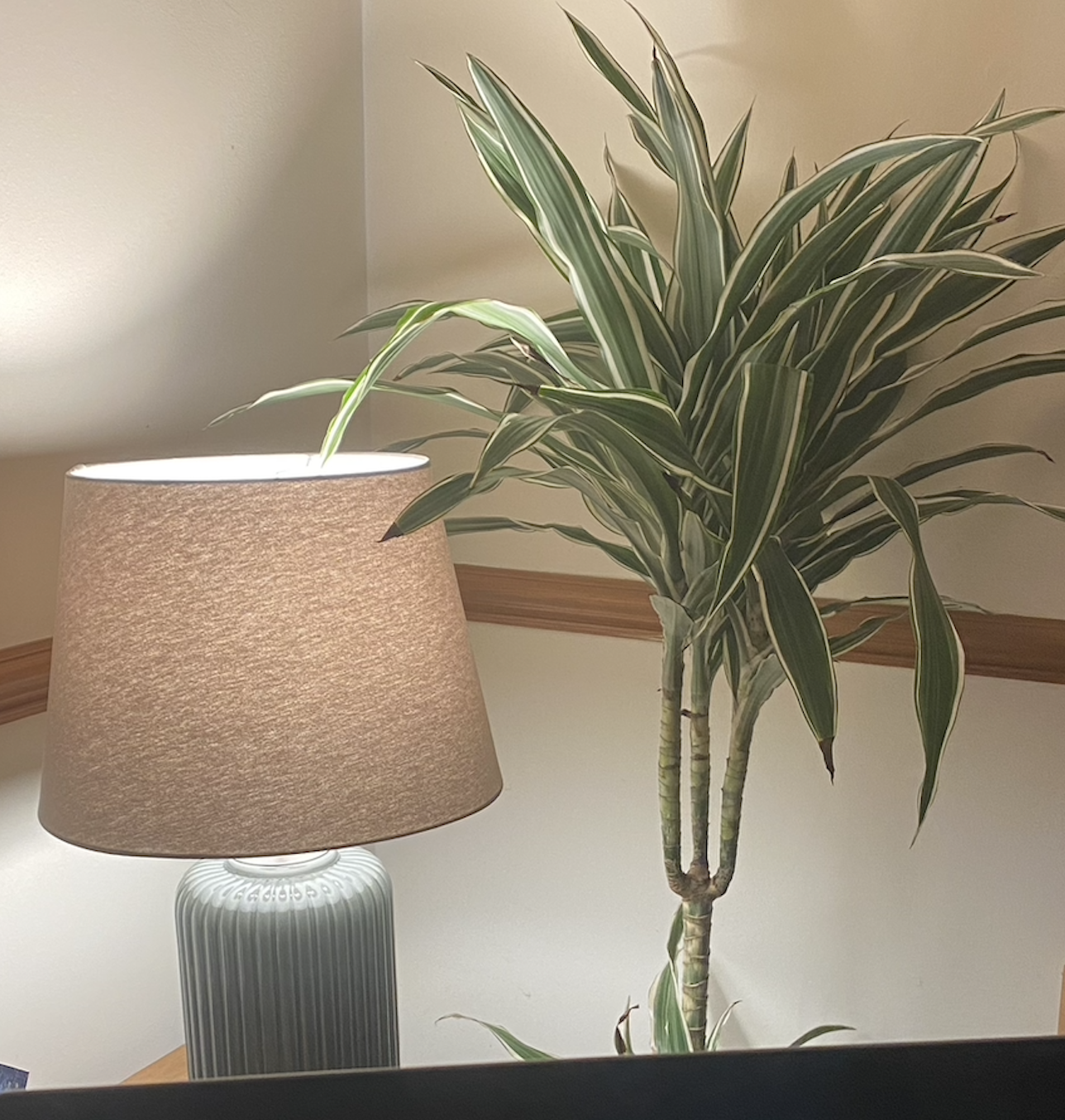 Customer photo