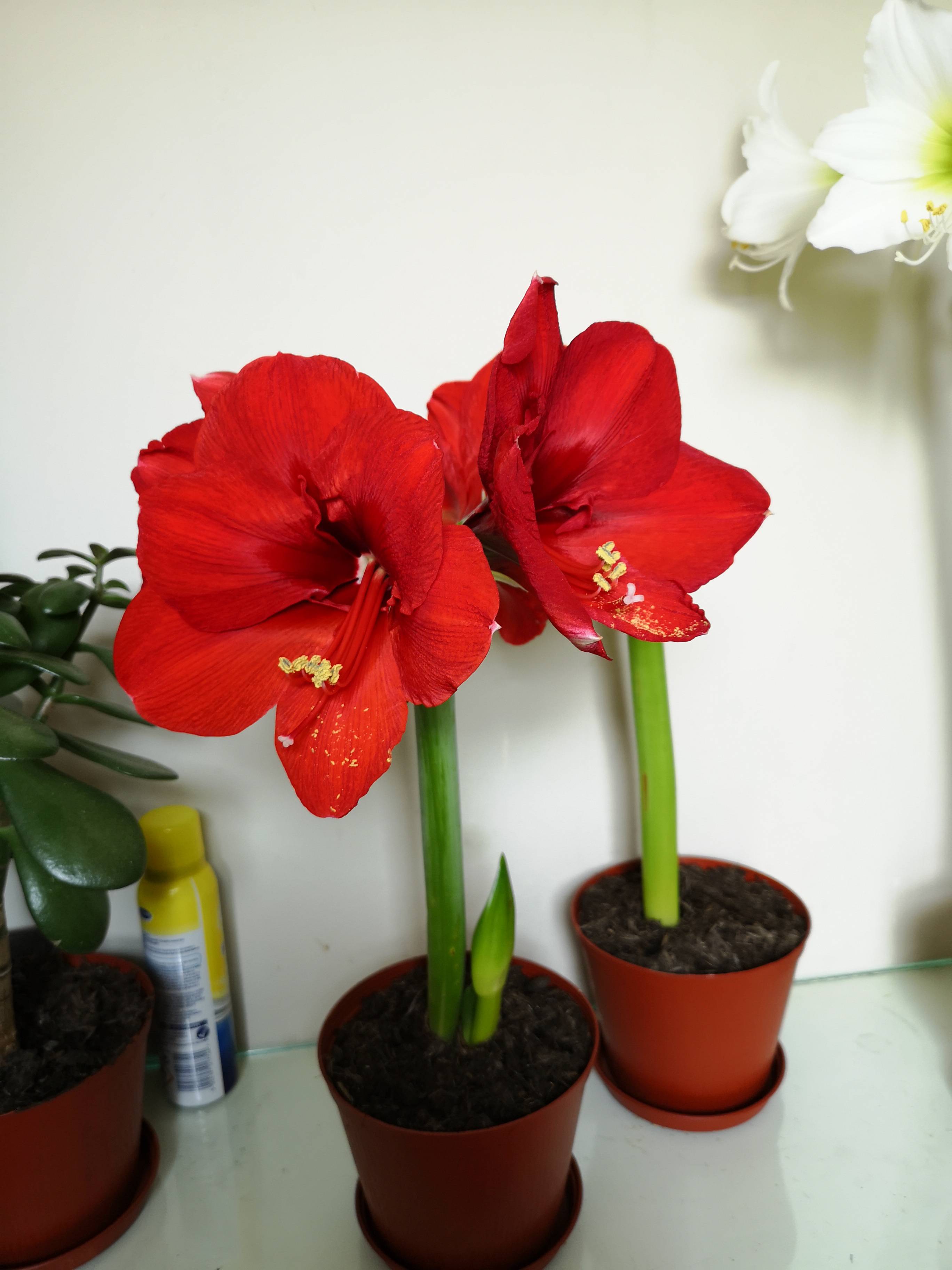 Review photo for 