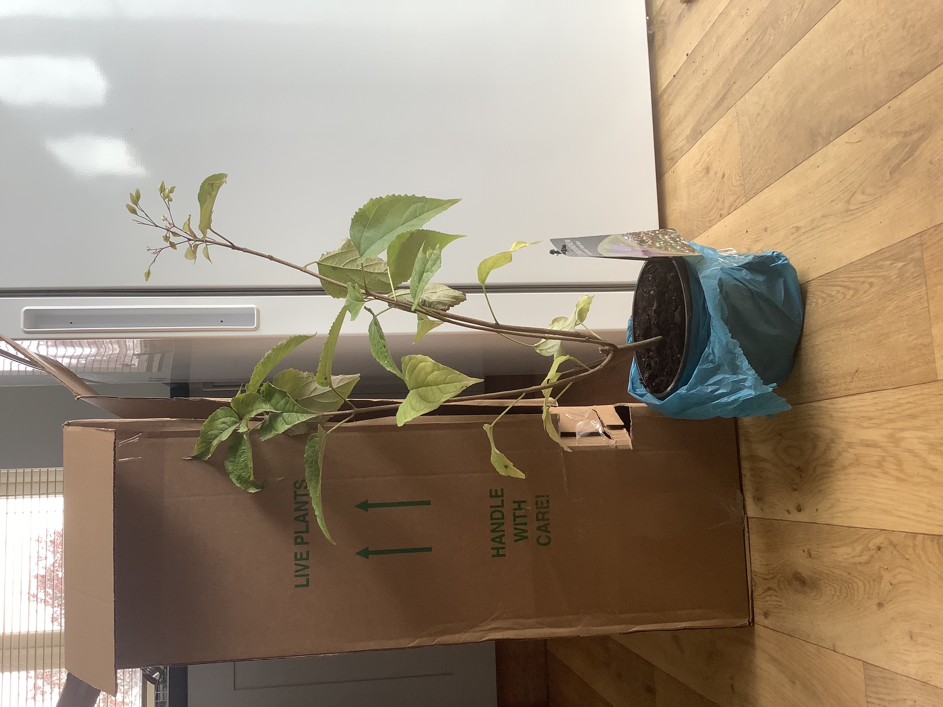 Customer photo