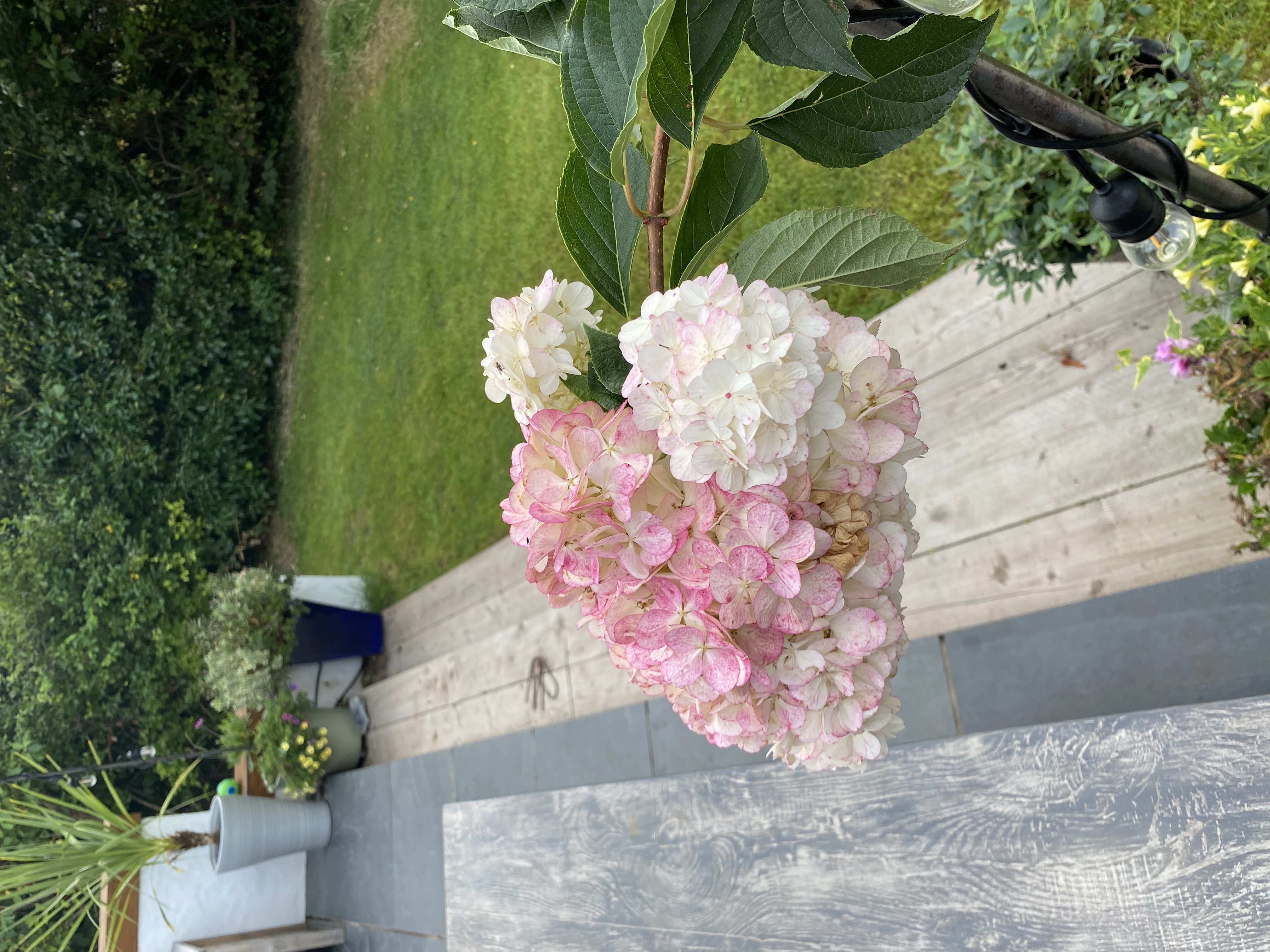 Customer photo