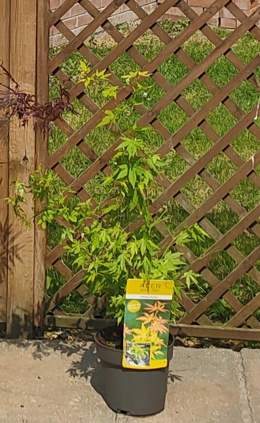 Customer photo