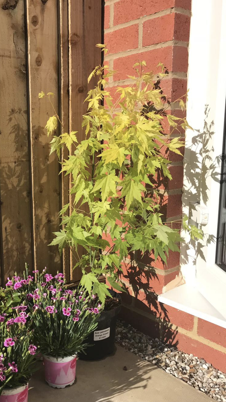 Customer photo