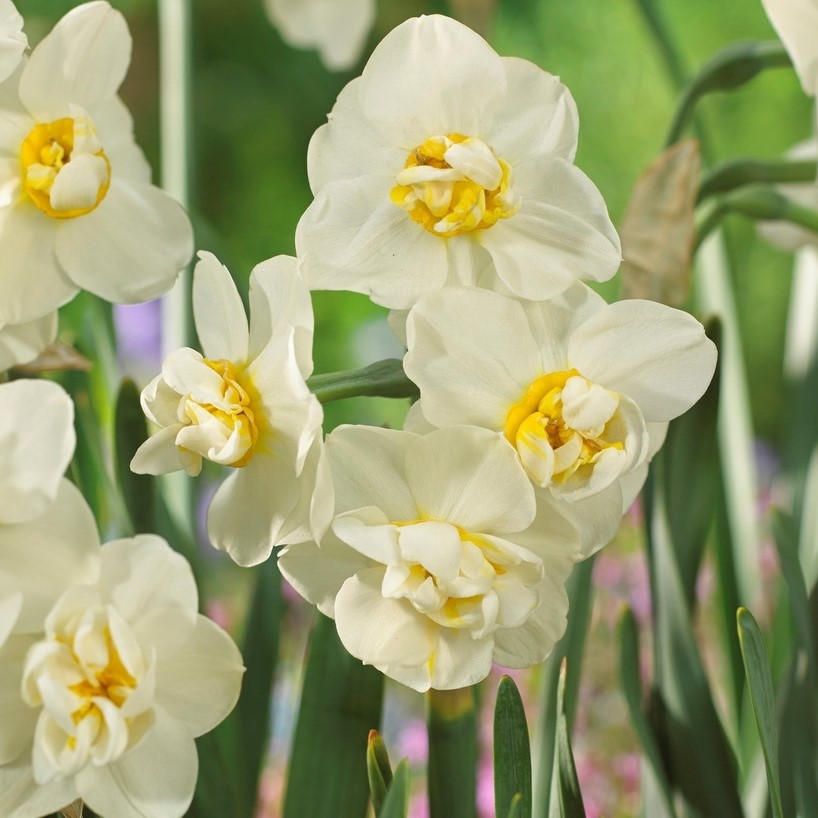 Narcissus Cheerfulness