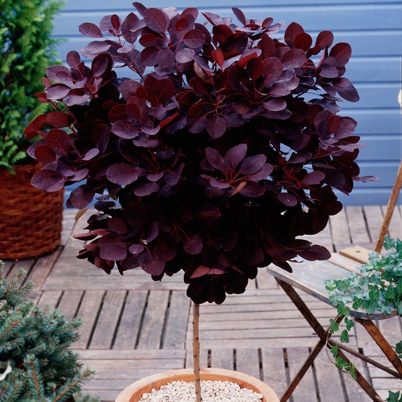 Standard Cotinus Royal Purple Smoke Bush Tree