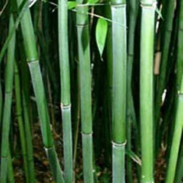 Bamboo Plants for sale UK black bamboo phyllostachys nigra