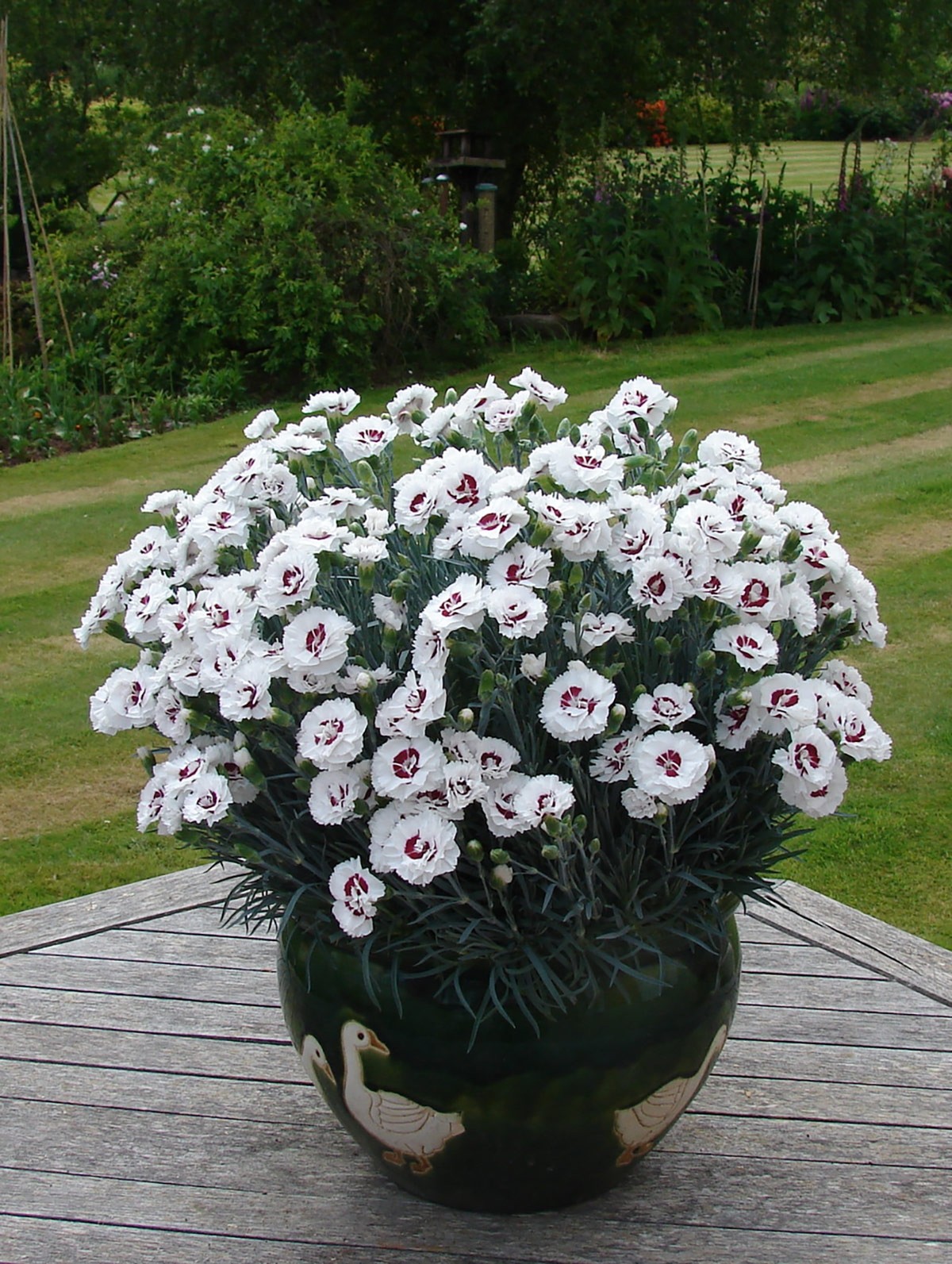 Dianthus Scent First Coconut Sundae