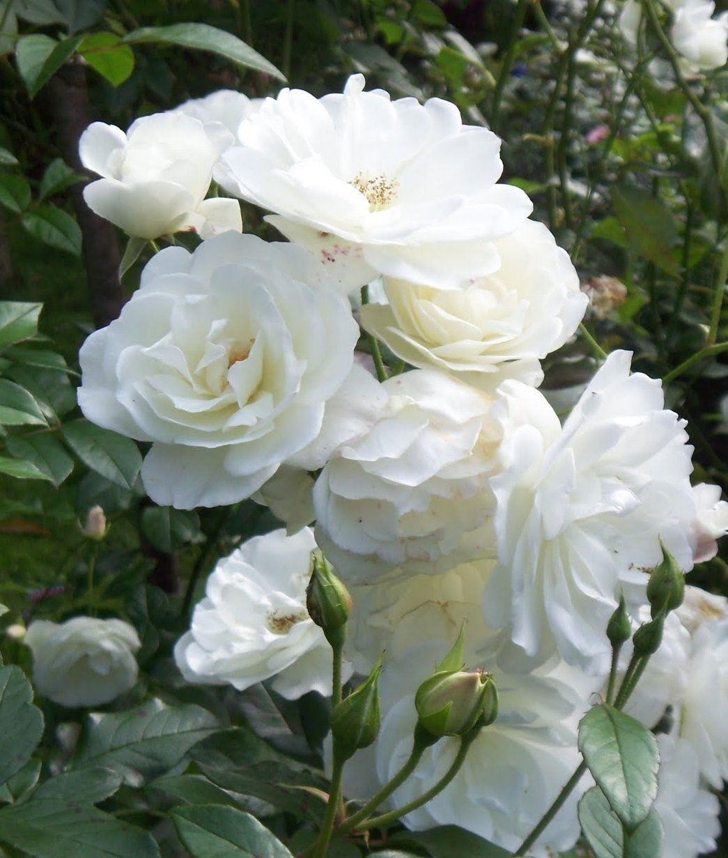 Climbing White Rose Ascending 'Crazy in Love' VANILLA