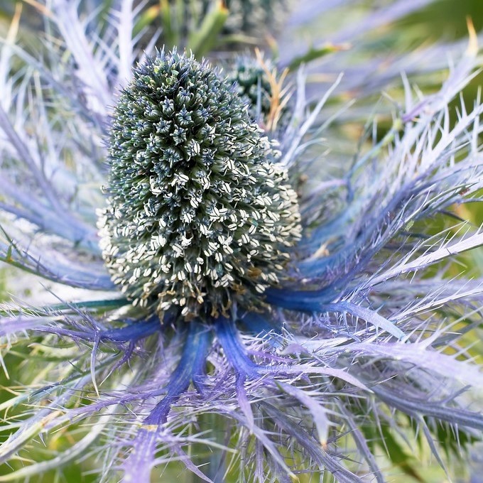 Eryngium Blue Distel Pack of 5