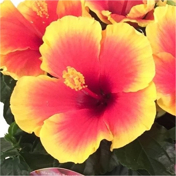 Hibiscus plants Buy Hibiscus shrubs UK delivery