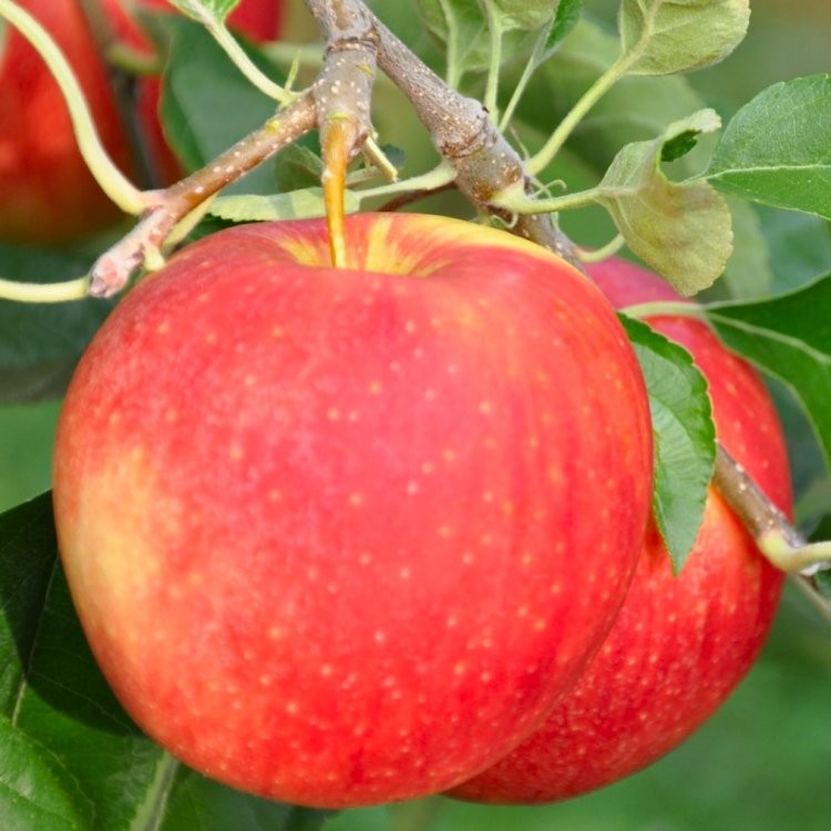 Premium Speciality Chefs Selection for the Fruit Connoisseur Fruit