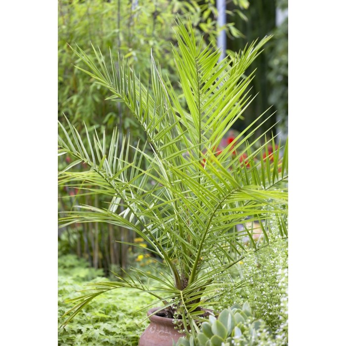 pair-of-3-4ft-canary-island-phoenix-date-palms-perfect-for-patio-planters