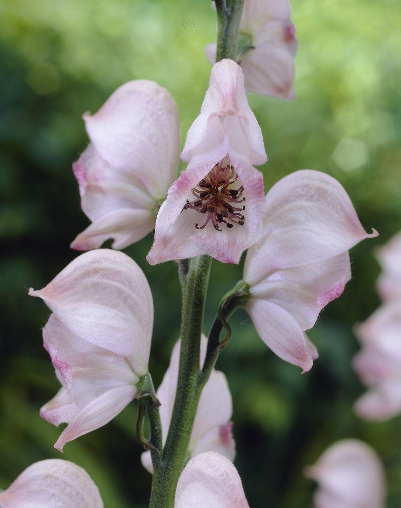 Aconitum Pink Sensation - Monks hood Aconitum Pink Sensation - Monks hood