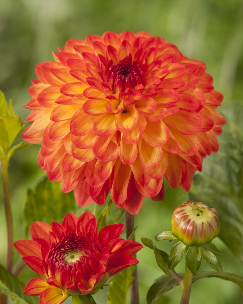 balcony dahlia mardi gras mix
