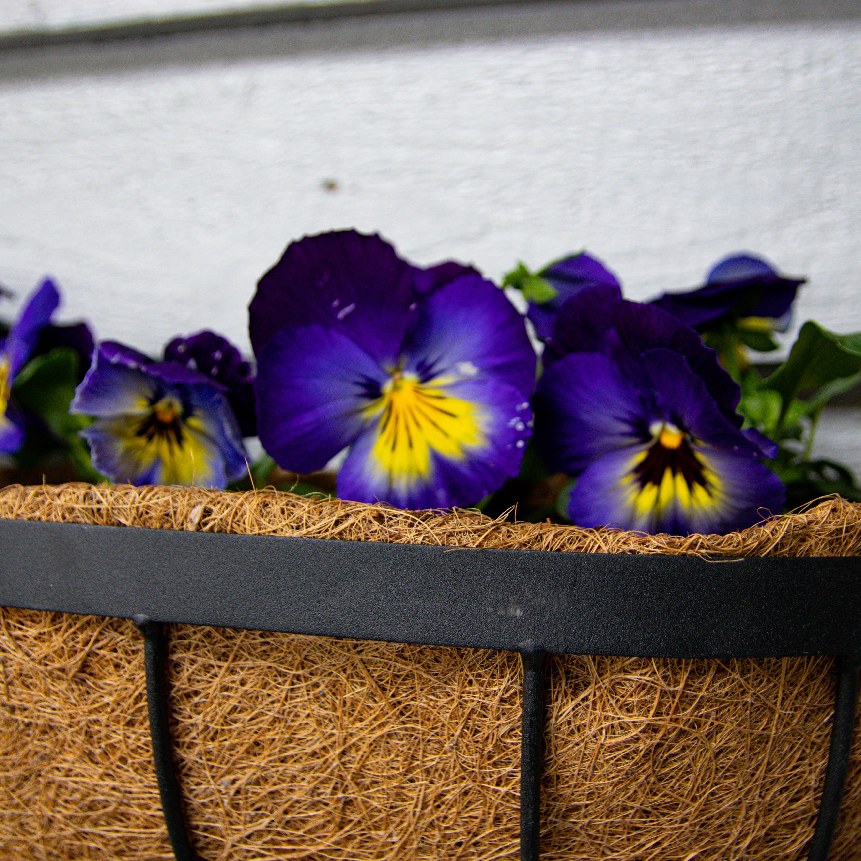 Metal Wall Trough Basket With Liner Large (60cm)