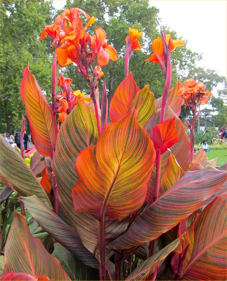 Canna Durban Amazing Multicolour Foliage Canna Plant