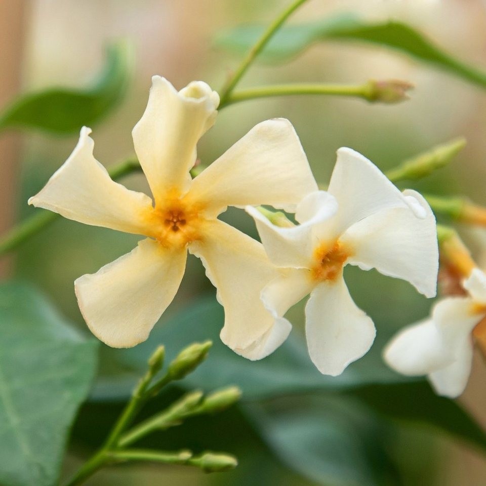 Large 67ft Specimen Climber Star Jasmin Fragrant Evergreen