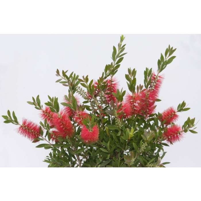 GROW by Štětkovec citrónový (Callistemon citrinus) výška 30-40 cm, 3 l nakoupit u