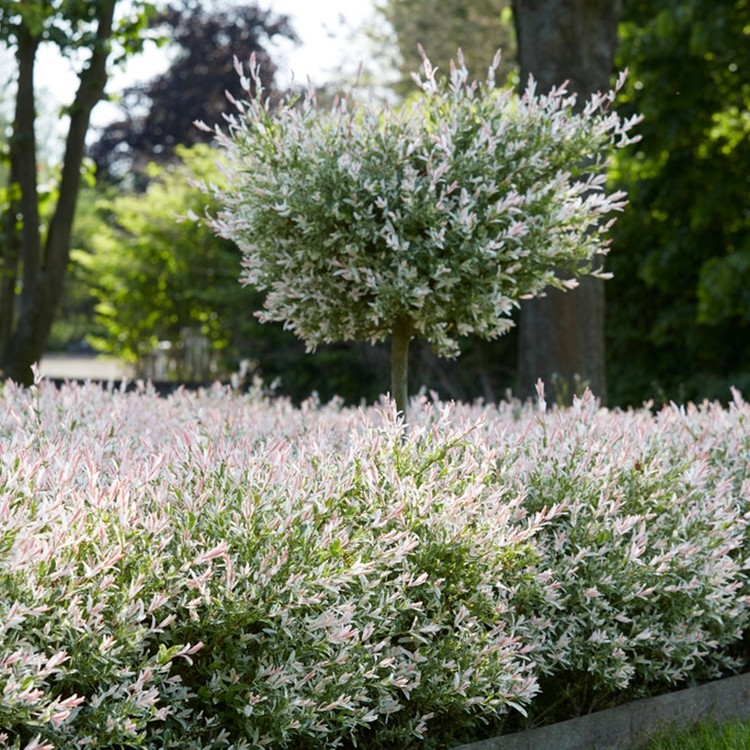 Flamgingo Tree Flamingo Tree - LARGE 130-160cm Standard Salix integra Hakuro Nishiki
