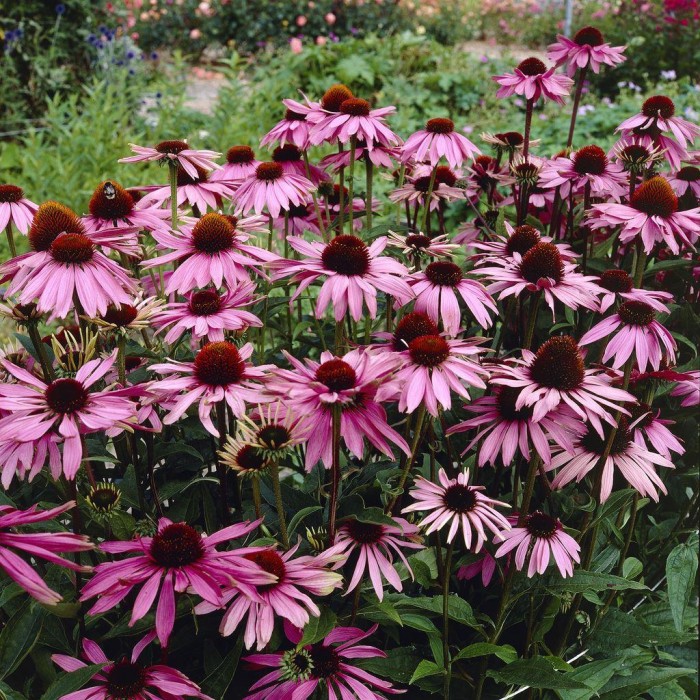 Echinacea purpurea Purple Cone Flower Plants