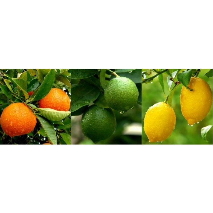 Patio Citrus Tree Collection Orange, Lemon & Lime Tree + Free Citrus Feed