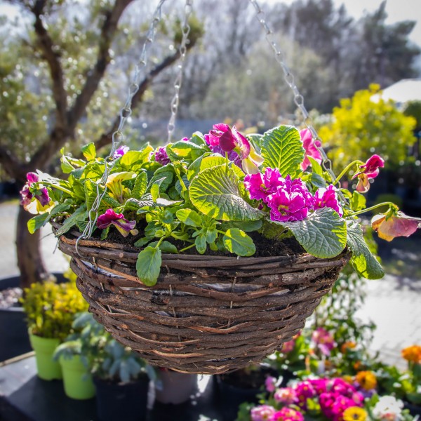 Hanging baskets Buy garden hanging baskets and troughs