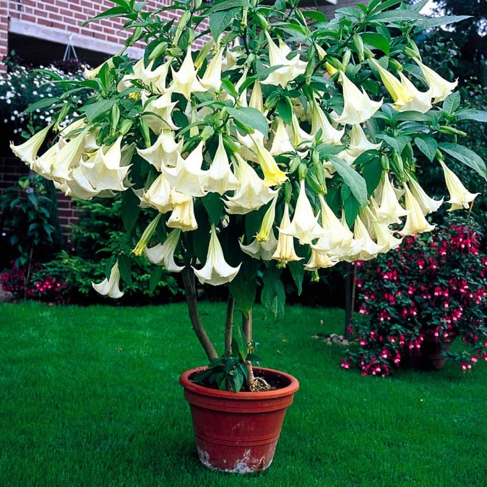 Fragrant WHITE Angels Trumpet Plant Brugmansia suaveolens