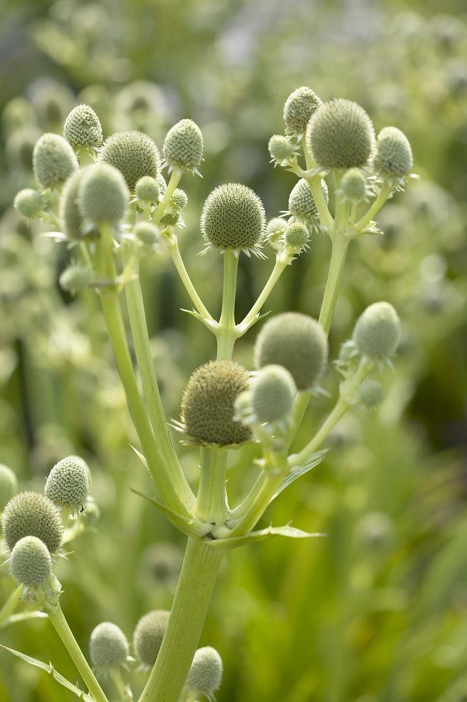 Eryngium Agavifolium Eryingium agavifolium