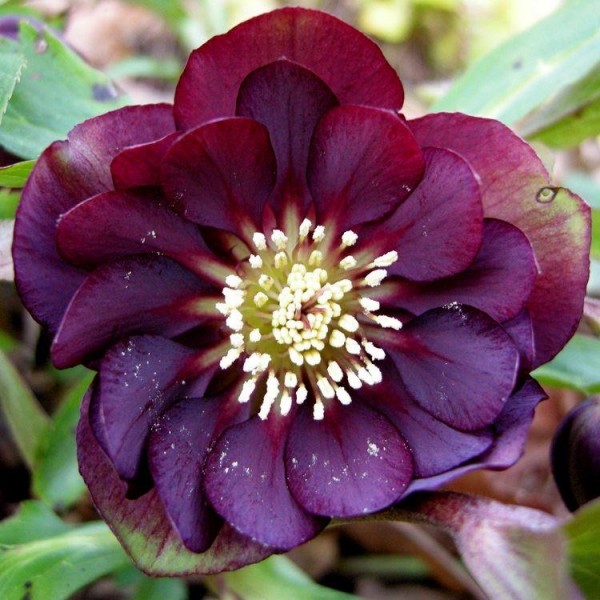 Hellebore plants for sale Buy Hellebores UK delivery