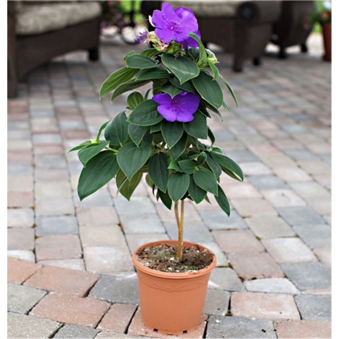Tibouchina urvilleana Princess Flower Patio Tree
