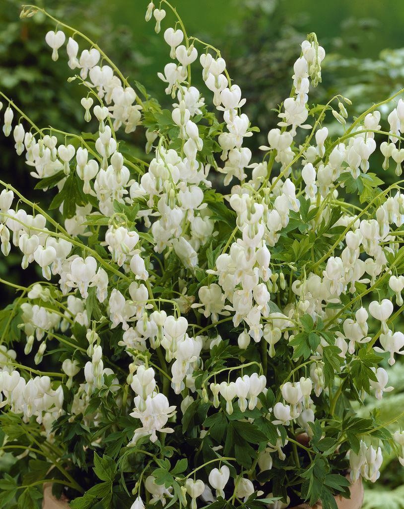 Dicentra Spectabilis Alba White Bleeding Hearts