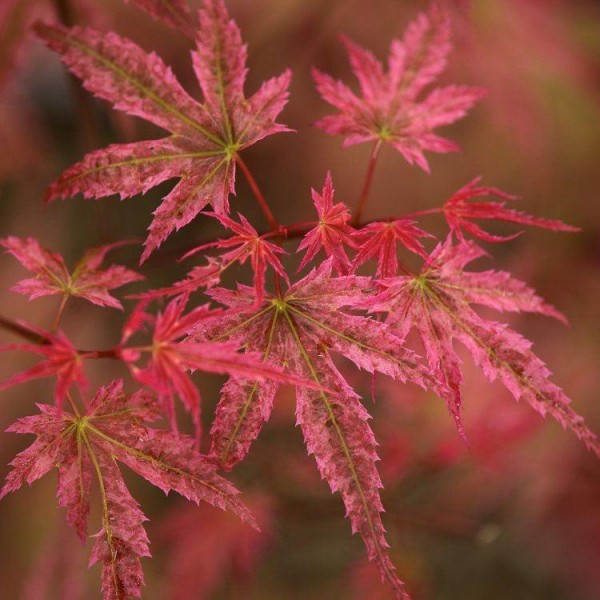 Page 2 Acers Japanese Maples for sale Japanese Acers UK